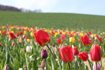 Fototapeta premium Wunderschöne Blumenwiese