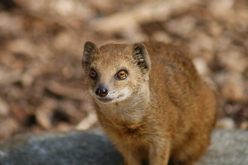 Yellow Mongoose