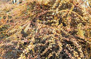Colorful autumn twig