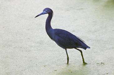 Little blue heron