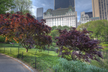 View in Central Park of 59th street