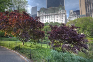 View in Central Park of 59th street © John Anderson