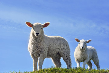 Two Cute Curious Lambs Looking at the Camera in Spring