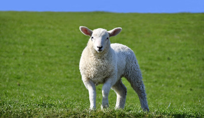 Naklejka na ściany i meble Cute Curious Lamb Looking at the Camera in Spring