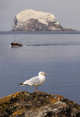 Herring Gull and Bass rock in Scotland