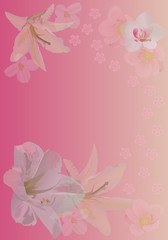 pink background with lily and orchid flowers