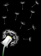 Obraz premium single white dandelion on black