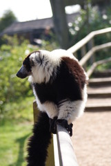 Naklejka premium Ruffed Lemur