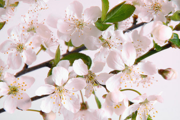 kirschenbaum,blüten