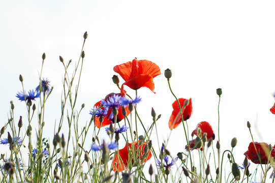 Fototapeta summer meadow