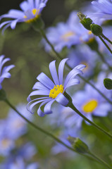 ブルーデイジーの花
