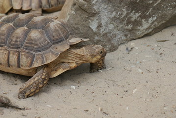 African Spurred Tortoise