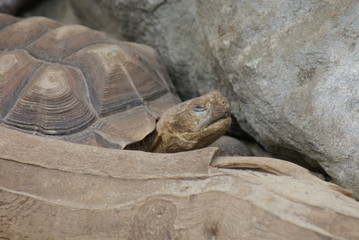 African Spurred Tortoise