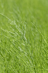 Obraz premium スギナ