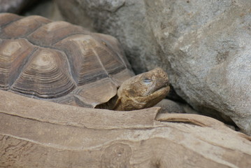 African Spurred Tortoise