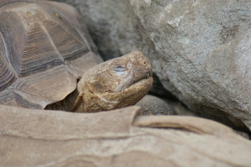African Spurred Tortoise