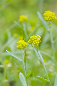 ハハコグサの花