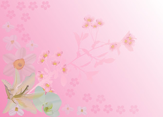Fototapeta na wymiar pink background with cherry flowers and lily