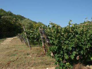 Fototapeta na wymiar Winnic w regionie Chianti