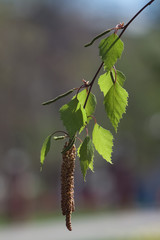 Birch branch