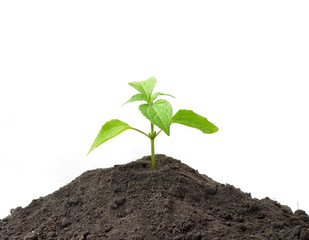Sprout