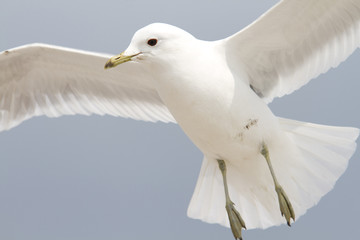 Fototapeta premium Möwe