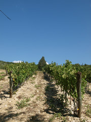 Fototapeta na wymiar Winnic w regionie Chianti