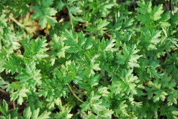 wormwood