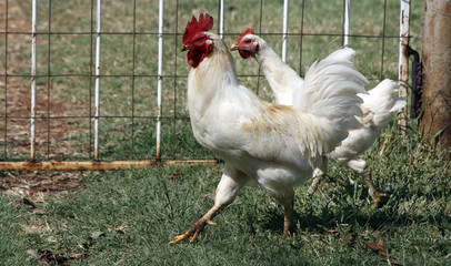 Chickens walking on farm
