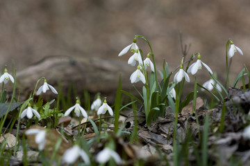 Snowdrops in forest