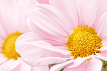 pink daisy flowers.