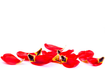Red tulip petals isolated on white background
