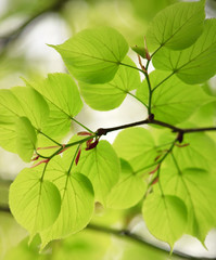 Beautiful green leaves.