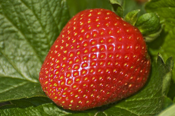 Strawberry on the seedling