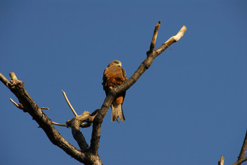falco