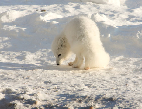 Arctic fox in the arctic searching for food