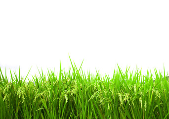 green rice field isolated on white background