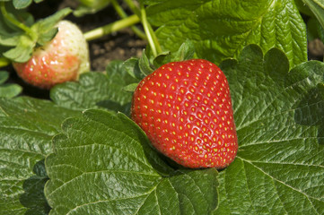 Strawberry on the seedling
