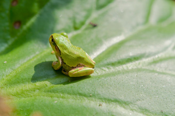 Naklejka premium 飛ぶ準備