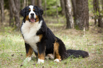 bouvier bernois assis dans la for&ecirc;t