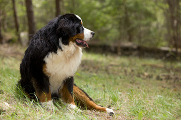 bouvier bernois assis tête tournée