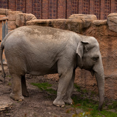 Fototapeta premium Asian elephant in zoo