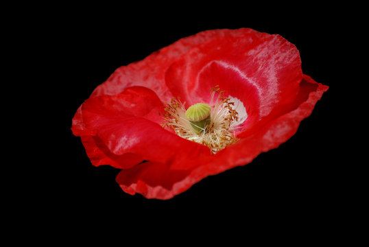 Mohn Mohnbl&uuml;te