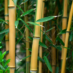 Bamboo