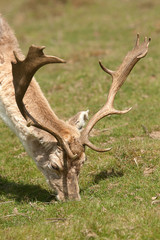 stag feeding 7796
