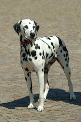 DALMATA