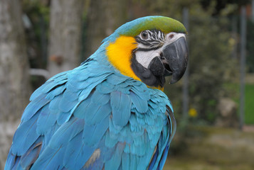 PAPPAGALLO ARA