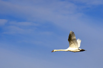 Fototapeta na wymiar mute swan in fkight