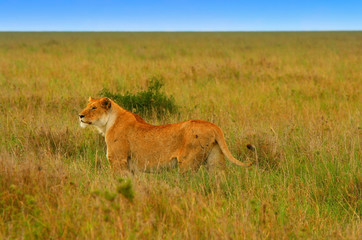 Wild african lioness