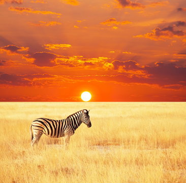 Fototapeta Zebra